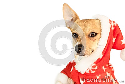 Cute festive dog in christmas jacket Stock Photo