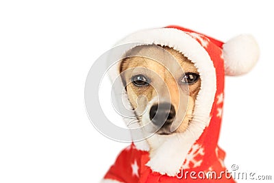 Cute festive dog in christmas jacket Stock Photo