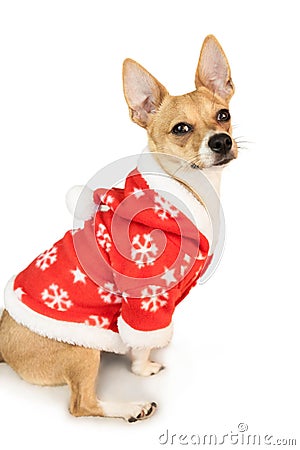 Cute festive dog in christmas jacket Stock Photo
