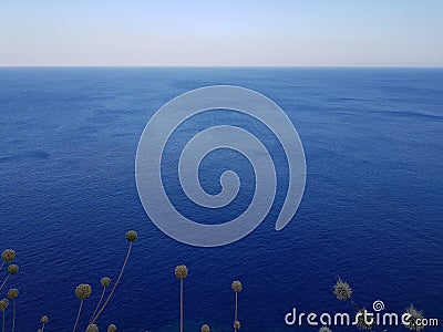 Cute field plants growing against tranquil blue sky in wonderful nature. Stock Photo