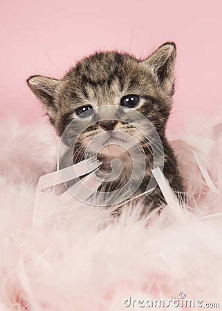 Cute five weeks old tabby baby cat in pink feathers on a pink ba Stock Photo