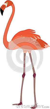 Cute flamingo vector Vector Illustration