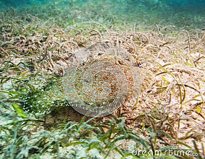 Cute flatfish on sandy bottom Stock Photo