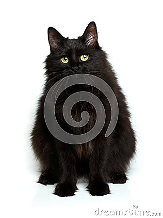 Cute fluffy black cat isolated on white Stock Photo