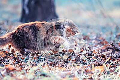 Cute fluffy cat plays with its paw in the a garden with a trapped mouse among fallen leaves and grass on a Sunny autumn day Stock Photo