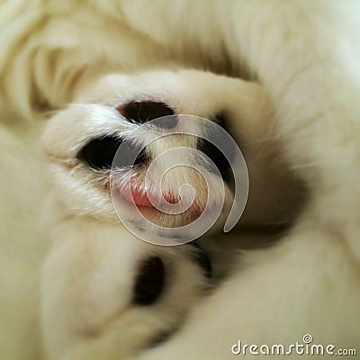 Cute and fluffy cats paws Stock Photo