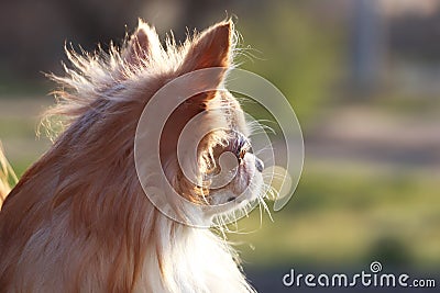 Cute fluffy Chihuahua dog on blurred background Stock Photo