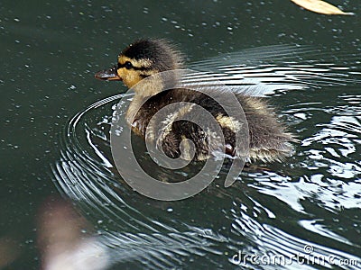 Vulnerable duckling swimming Stock Photo