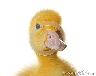 Cute fluffy gosling on white background, closeup. Farm animal Stock Photo