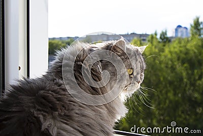 Cute fluffy gray cat sitting on the windowsill and waiting for something. A furry animal looks out the window. Concept-expectation Stock Photo