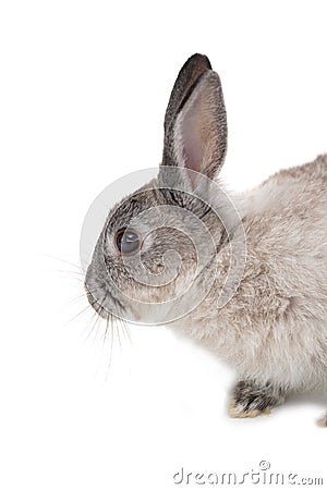 Cute fluffy grey bunny rabbit Stock Photo