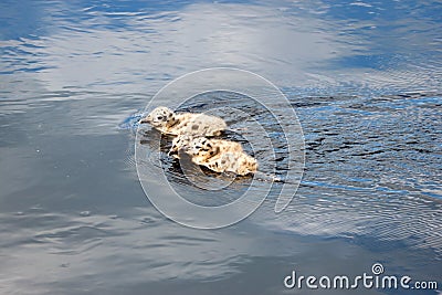 Cute fluffy gull chicks swim on the surface of the river Stock Photo