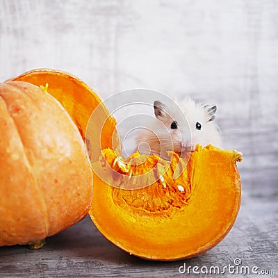 A fluffy hamster. Stock Photo