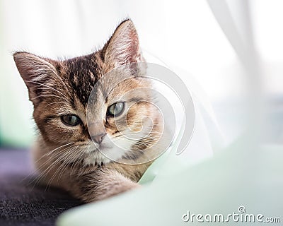 Cute fluffy kitten British golden chinchilla is ticked about transparent tulle Stock Photo