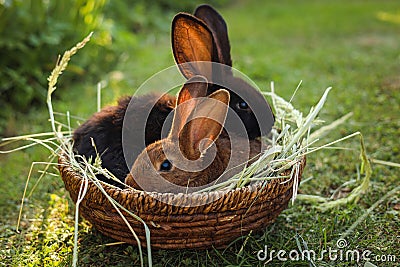 Cute fluffy rabbits in wicker bowl with dry grass outdoors Stock Photo