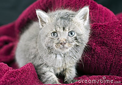 Cute fluffy tabby kitten wrapped in a red blanket pet adoption rescue Stock Photo