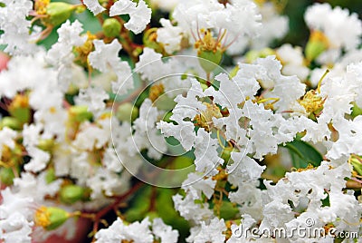 Cute Fluffy Tiny White Flowers Stock Photo