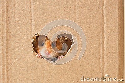 cute fluffy tri-color long-haired syrian hamster peeking out of a hole in cardboard, heart-shaped hole, love for rodents Stock Photo