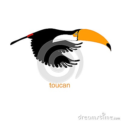 Cute flying toucan bird vector color characters set. Sketch robin in black, orange colour Vector Illustration