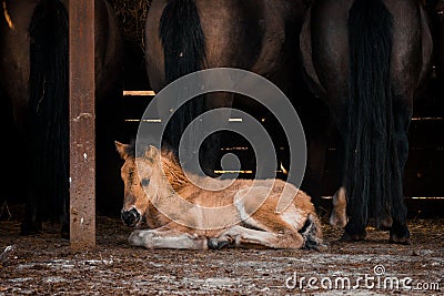 Cute foal baby horse lying on the background of horses. dark aesthetic animal photo Stock Photo