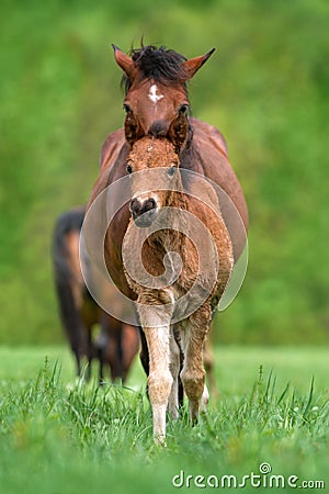 Cute foal and mare Stock Photo