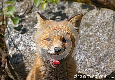 Cute fox portrait Stock Photo