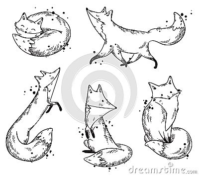 Cute foxes sketch, set of vector illustrations Vector Illustration