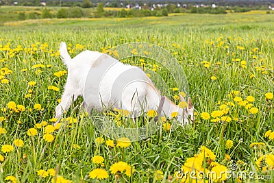 Cute free range goatling on organic natural eco animal farm freely grazing in meadow background. Domestic goat graze Stock Photo