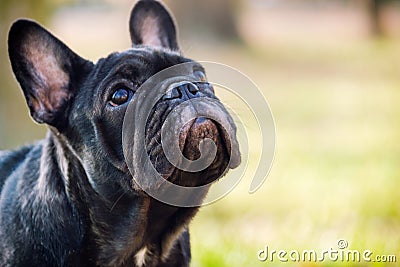 The cute French Bulldog Stock Photo