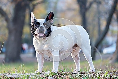 The cute French Bulldog Stock Photo