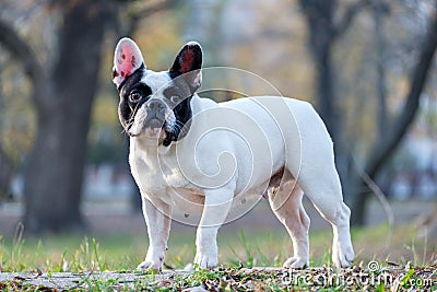 The cute French Bulldog Stock Photo