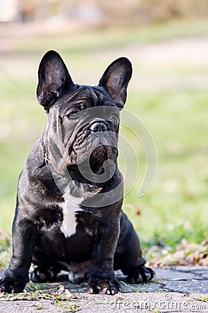 The cute French Bulldog Stock Photo