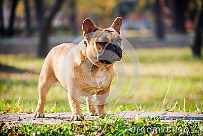 The cute French Bulldog Stock Photo