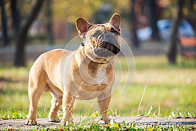 The cute French Bulldog Stock Photo