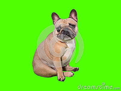 Cute french bulldog dog chrome key green screen sitting Stock Photo