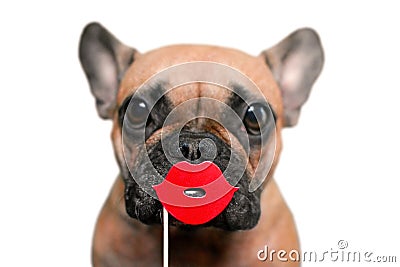 Cute French Bulldog dog with red kiss lips photo prop in front of white background Stock Photo