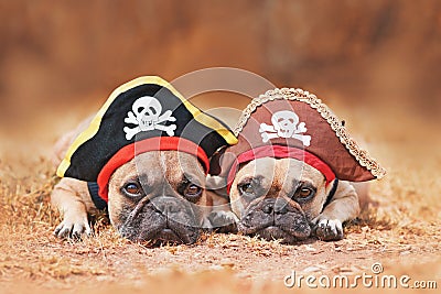 French Bulldog dogs wearing Halloween pirate costume hats Stock Photo