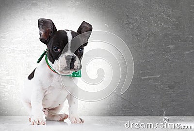 Cute french bulldog puppy dog sitting Stock Photo