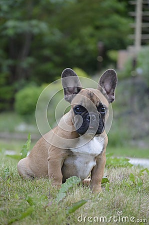 Cute french bulldog puppy Stock Photo