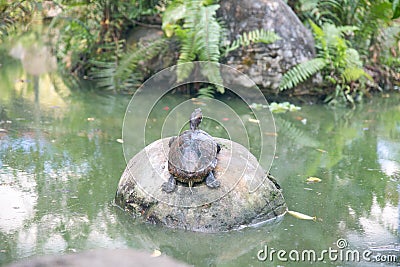 Cute fresh water turtle. Stock Photo