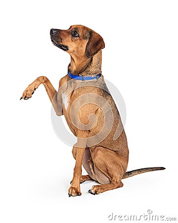 Friendly Brown Dog Raising Paw to Shake Stock Photo