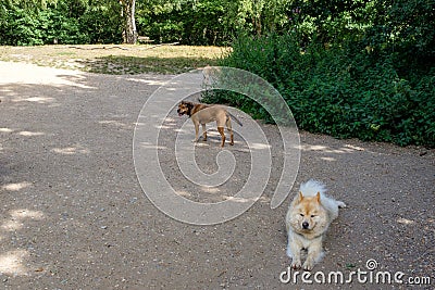 A cute friendly dog having a little rest. Hampstead heath park Stock Photo