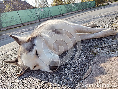 Cute friendly tired siberian husky dog sleeping on the street. Stock Photo