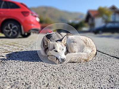 Cute friendly tired siberian husky dog sleeping on the street. Stock Photo