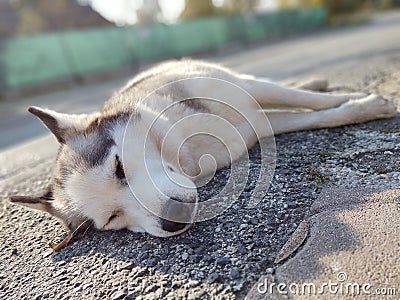 Cute friendly tired siberian husky dog sleeping on the street. Stock Photo
