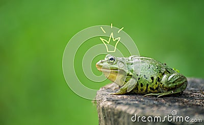 Cute frog princess or prince. Toad painted crown, shooting outdoor Stock Photo