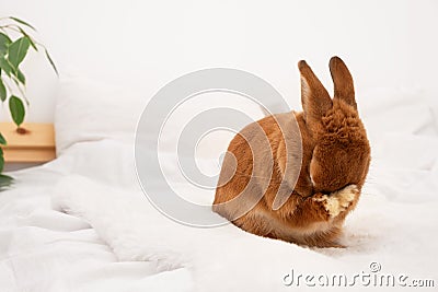 Cute funny bunny rabbit closing face,eyes with paws, shy pet grooming,crying or shamed animal,sitting on white blanket Stock Photo