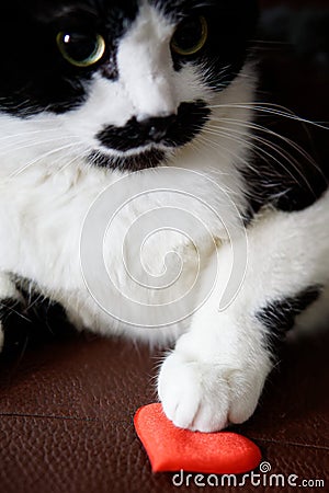 Cute funny cat offers to be friends and congratulates on Valentine`s Day. Love and relationship Stock Photo
