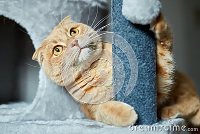 Cute funny cat playing on Furniture Scratching Deterrent Tree at home Stock Photo