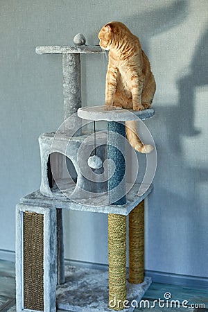 Cute funny cat playing on Furniture Scratching Deterrent Tree Stock Photo